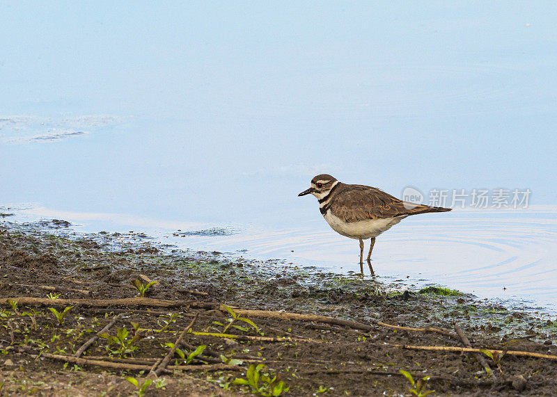 站在湿地水中的杀鹿(Charadrius vociferus